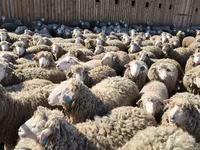Ram, Sheep — photo 5
