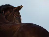 Кобила, Akhal-Teke — фото 1