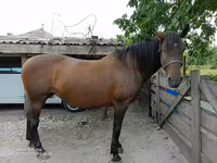 Mare, Horses — photo 4