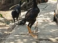 Chickens — foto 1