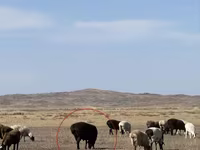 قوچ, Edilbay sheep — عکس 3