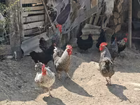 Chickens — fotografija 5