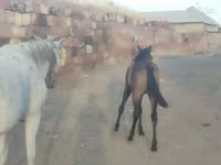 Cavalo, Cavalos — foto 5