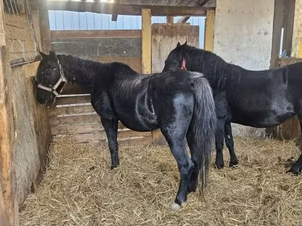 母马, Horses