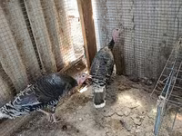 Chickens — foto 3