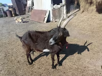 Billy Goat, Goats — photo 4