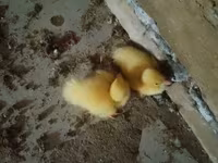 Ducks — 照片 1