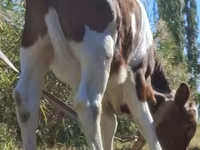 Toro, Simmental cattle — foto 5
