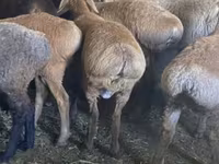 Ram, Sheep — photo 3