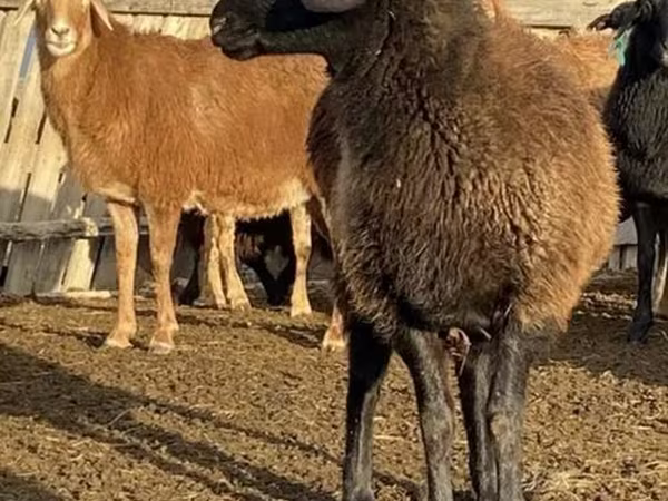 Qoʻy, Edilbay sheep