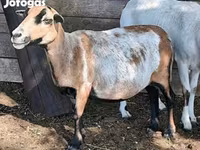 میش, Cameroon sheep — عکس 6