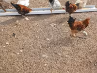 Chickens — zdjęcie 7