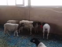 كبش, Dorper sheep — الصورة 2