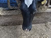 ላም, Holstein breed — ፎቶ 2