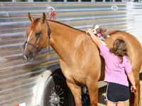 Kobyła, Quarter Horse — zdjęcie 6