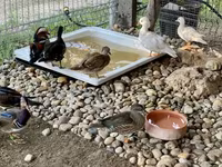 Ducks — foto 3