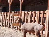 公羊, Rhon sheep — 照片 3