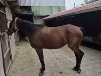 Mare, Thoroughbred horse — photo 4