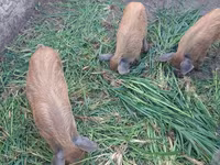 หมูป่าตัวผู้, Мангалица — รูปภาพ 1