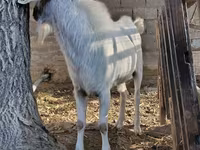 Keçi, Saanen goat — foto 2