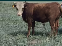 Stier, Kazachse wittekop koe — foto 1