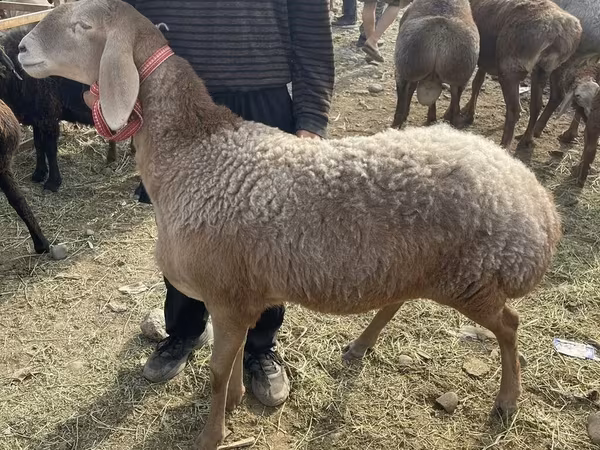 Sheep, Sheep