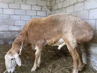 Montone, Arashan sheep — foto 1