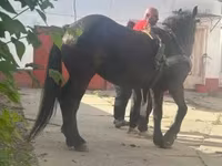 பெண் குதிரை, குதிரைகள் — புகைப்படம் 1