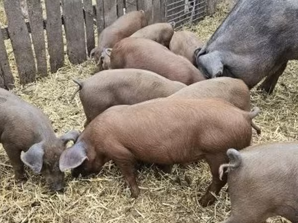 หมูป่าตัวผู้, Дюрок