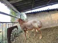 Beran, Arashan sheep — foto 2