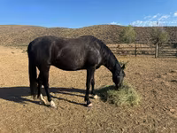 مادیان, National Show Horse — عکس 5
