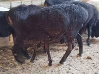 Schaf, Rhon sheep — Foto 3