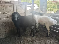 قوچ, Rhon sheep — عکس 1