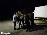 Hengst, Friesian — Foto 2