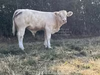 Bull, Cast cow — photo 2