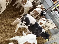Ταύρος, Simmental cattle — φωτογραφία 1