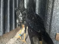 Chickens — foto 1