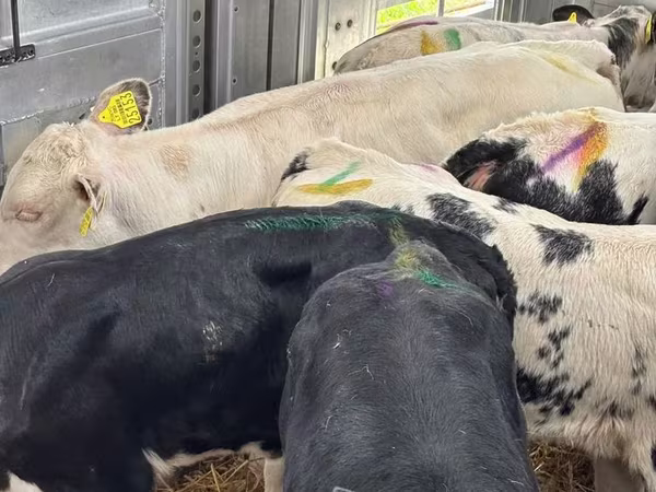 গবাদি পশু (দল, লিঙ্গ উল্লেখ নেই), Simmental cattle