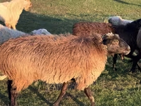 Montone, Pecore — foto 4