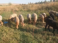 Schaf, Schafe — Foto 2