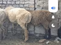 Oaie, Tian-Shan semifinewool sheep — foto 3