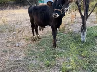 گاو نر, گاو — عکس 2