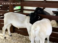 Baran, Owce — zdjęcie 5