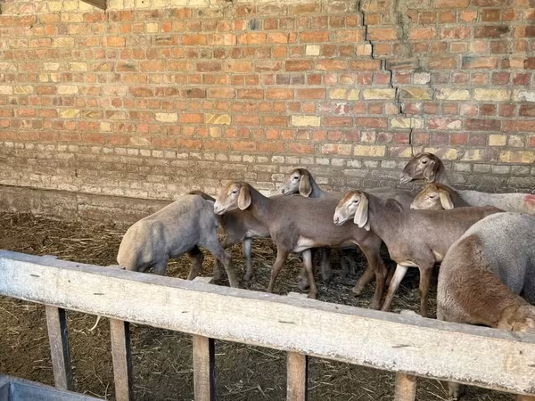 Hissar sheep