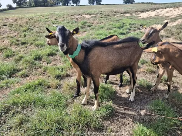 Ziege, Alpine goat — Vereinigtes Königreich