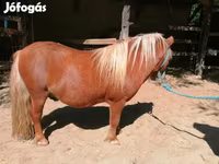 Άλογο, Shetland Pony — φωτογραφία 5