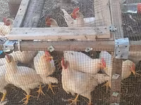 leghorn — foto 1