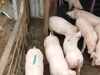 Sow, Pigs — photo 3