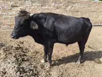 Kuh, Aberdeen-Angus — Foto 1