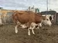 วัวตัวเมีย, Simmental cattle — รูปภาพ 7
